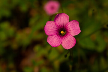 Obraz premium Small pink flower in the garden