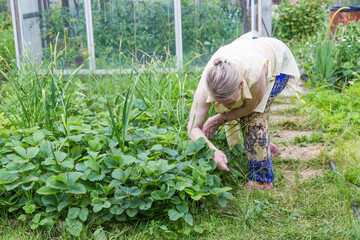 Grandmother picks strawberries in her country house garden, picking berries.