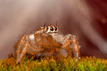 Close up  beautiful jumping spider  