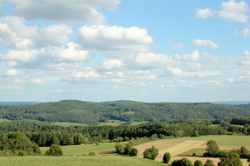 Coniferous forest in summer, photographed in Germany Bavaria