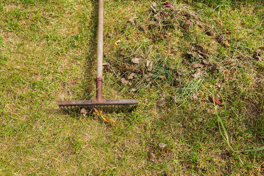 rake for cleaning foliage on green grass/leaf harvesting season with rakes against grass background. Top view