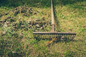 cleaning leaves with rakes on green grass/old rakes amid green grass