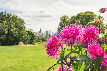 Palmengarten in Frankfurt am Main und im Hintergrund die Hochhäuser der Innenstadt