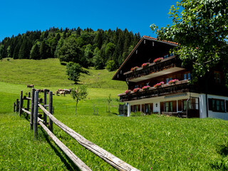 Allgäu Kühe, Kuh, Bauernhof