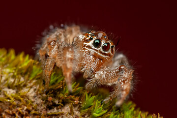Close up  beautiful jumping spider  