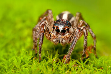 Close up  beautiful jumping spider  