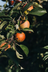 apples on a tree