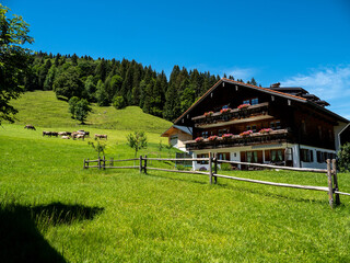 Allgäu Kühe, Kuh, Bauernhof