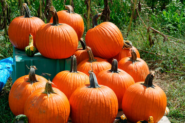 A pile of Freshly harvested pumpkins on wood platform