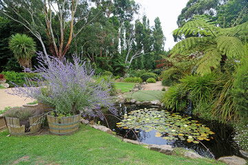 Scene with lavender and the pond - The Ashcombe Maze and Lavender Gardena, Victoria, Australia