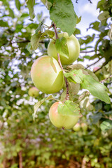 ripe apples hang on a tree/ripe apples hang on a tree in the garden