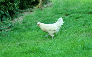 a free roaming chicken in a green meadow