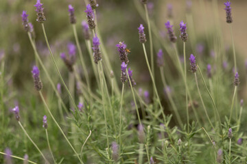 Obraz premium Campo de lavanda