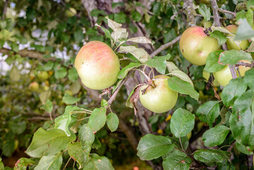 ripe apples hang on a tree with green leaves/ripe apples hang on a tree in the garden on a sunny day