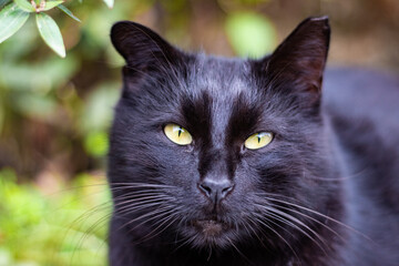 Cute cat outdoor portrait