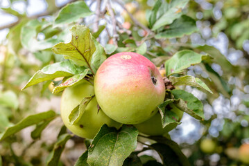 ripe apples hang on a tree with green leaves/ripe apples hang on a tree in the garden on a sunny day