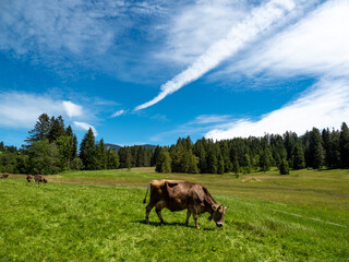 Allgäu Kühe, Kuh