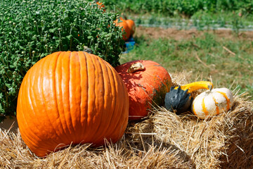 A variety of pumpkins on hay