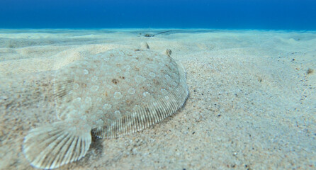 Alive sole fish swimming on a sandy surface underwater in Ikaria