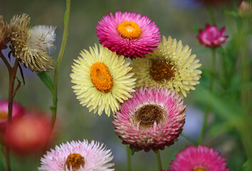 Colorful strawflowers - in the garden