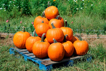 A pile of Freshly harvested pumpkins on wood platform