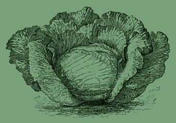 Late flat cabbage variety, isolated on a green background. Illustration after an antique engraving from the 19th century