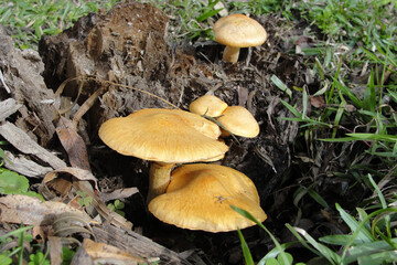 yellow mushrooms