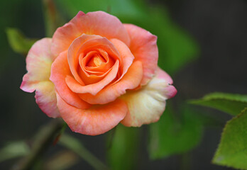 Orange Rose