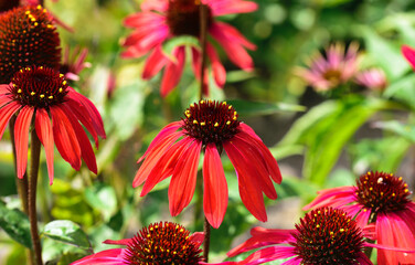 Echinacea purpurea flowers background in summer sun day.