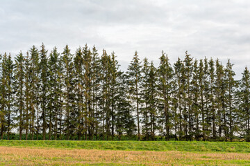a row of tall fir trees with small branches, nature background