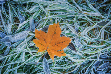 autumn leaf on frozen grass