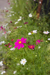 Garden cosmos (Cosmos bipinnatus) flowers blooming 