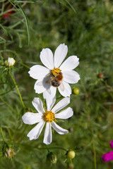 Fototapeta premium Bee on a garden cosmos (Cosmos bipinnatus) flowers