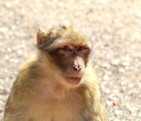 Monkeys of Middle Atlas, Morocco.
