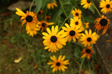 Beautiful yellow flowers grow in the garden