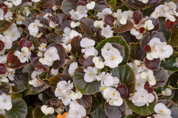 Floral background of white begonia on a lawn.