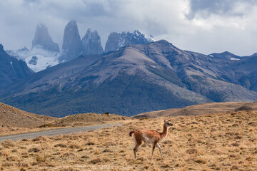 Wild guanaco in Torres del Paine national park Patagonia . Chile © Katya Tsvetkova 
