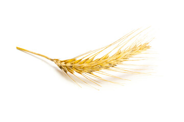 Rye grass. Whole, barley, harvest wheat sprouts. Wheat grain ear or rye spike plant isolated on...