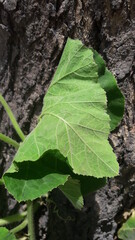 Uma folha de ab&oacute;bora na &aacute;rvore