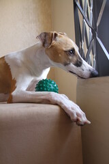 dog with ball