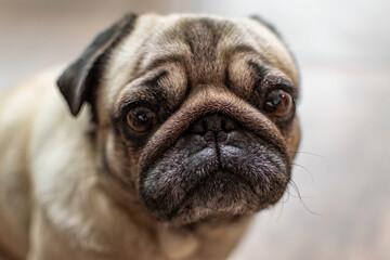 Portrait of a cute Pug dog