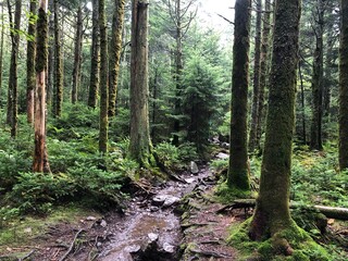 Mount Rogers - Grayson Highlands State Park, VA
