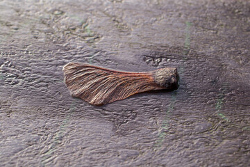 The ambitions of a Maple seed dying on a wet park bench.