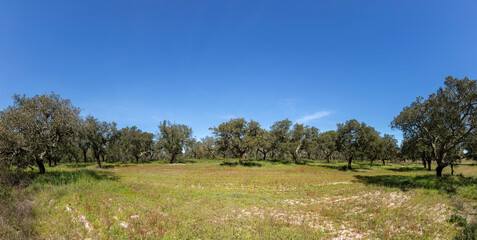 scenic olive trees in portugal