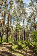 Sunlight passes through the pine trees in the spring forest. Park area for relaxation and walking