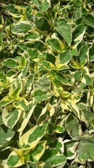 Folhas verdes no jardim