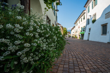 Fototapeta na wymiar The old town of Eppan in the Italian South Tyrol with prominent flowers in the foreground and defocused architecture in the background.