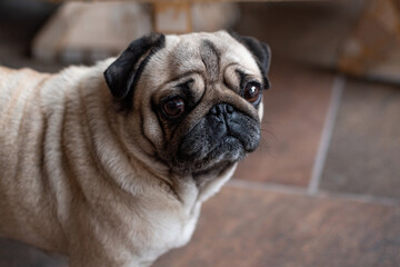 Photo of a cute Pug dog