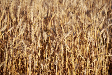 The field of golden wheel