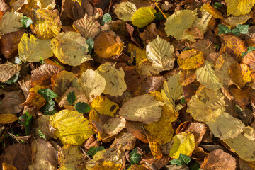 A colourful carpet of Autumnal leaves.